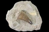Bargain, Mosasaur (Prognathodon) Tooth In Rock - Nice Tooth #85657-1
